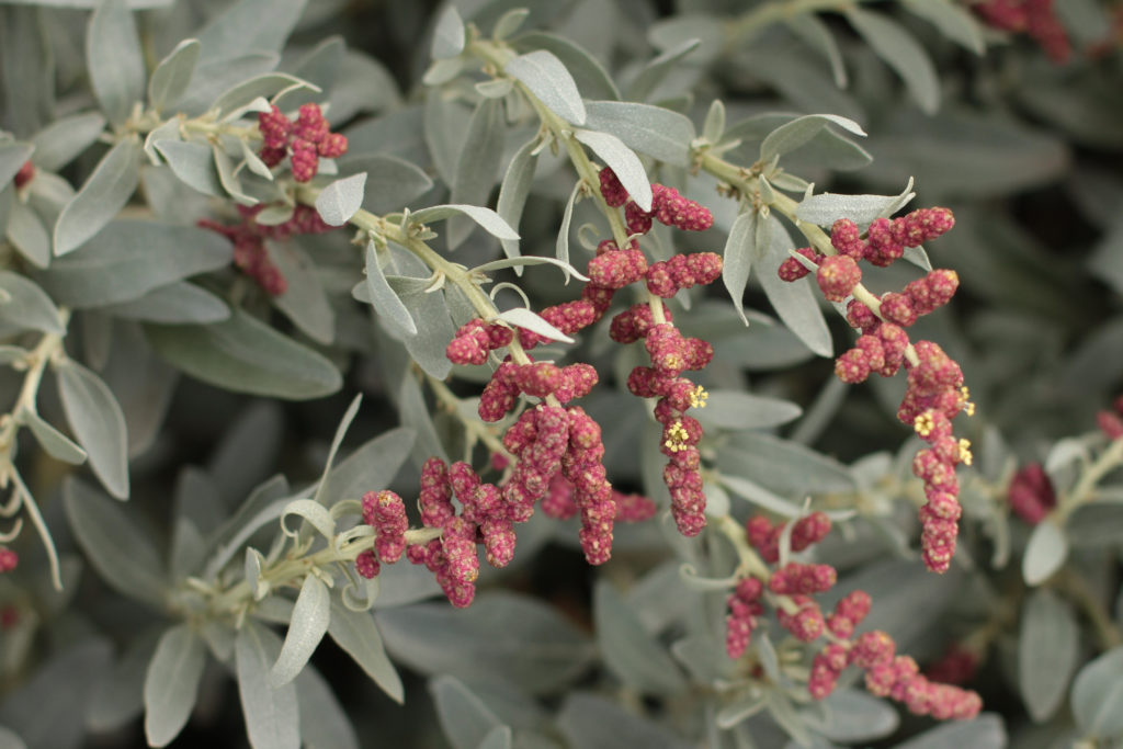 coastal-salt-bush-permablitz-melbourne